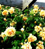 trandafiri din soiul vechi